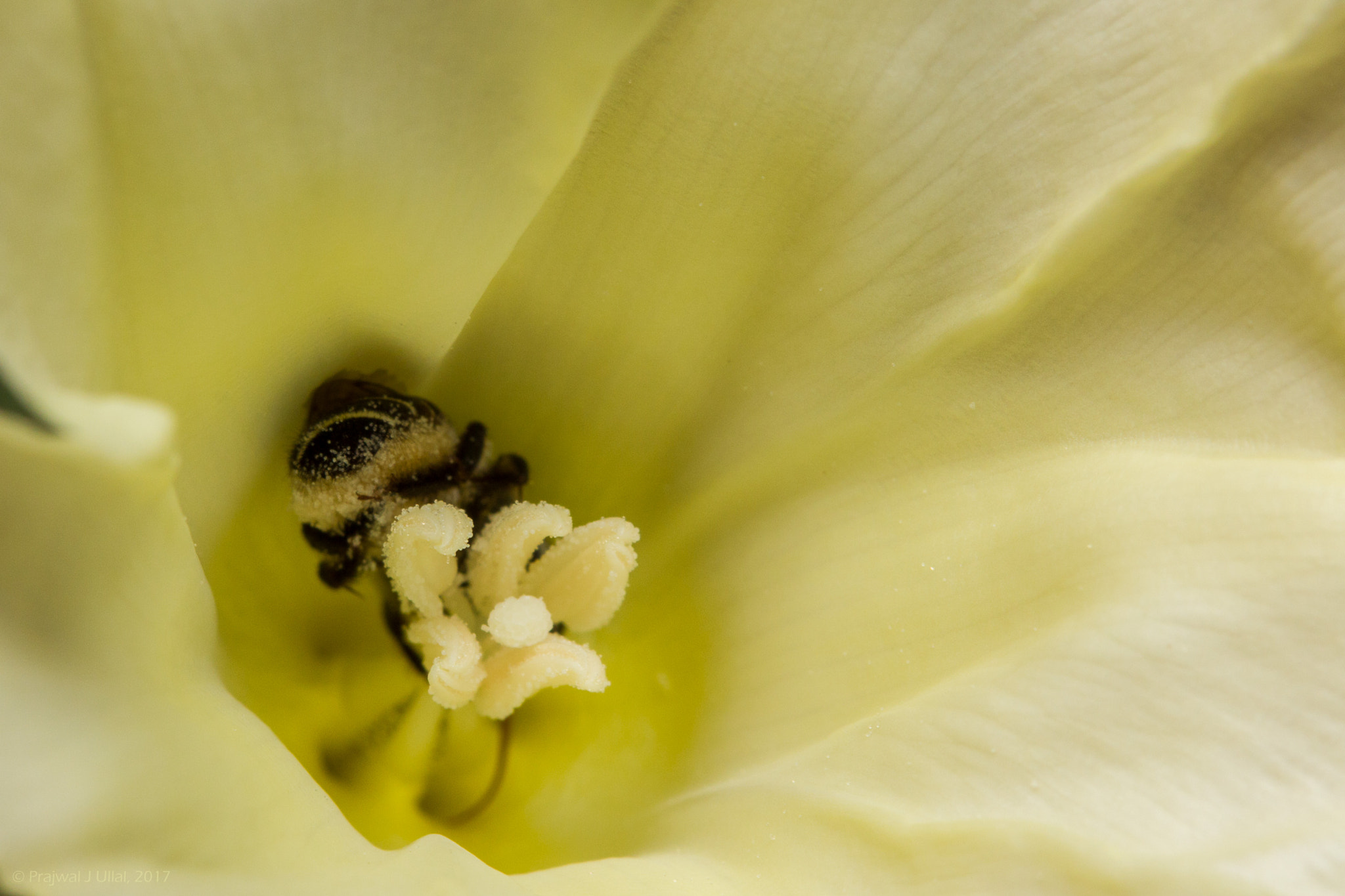 Canon EF 100mm F2.8 Macro USM sample photo. Busy bee photography