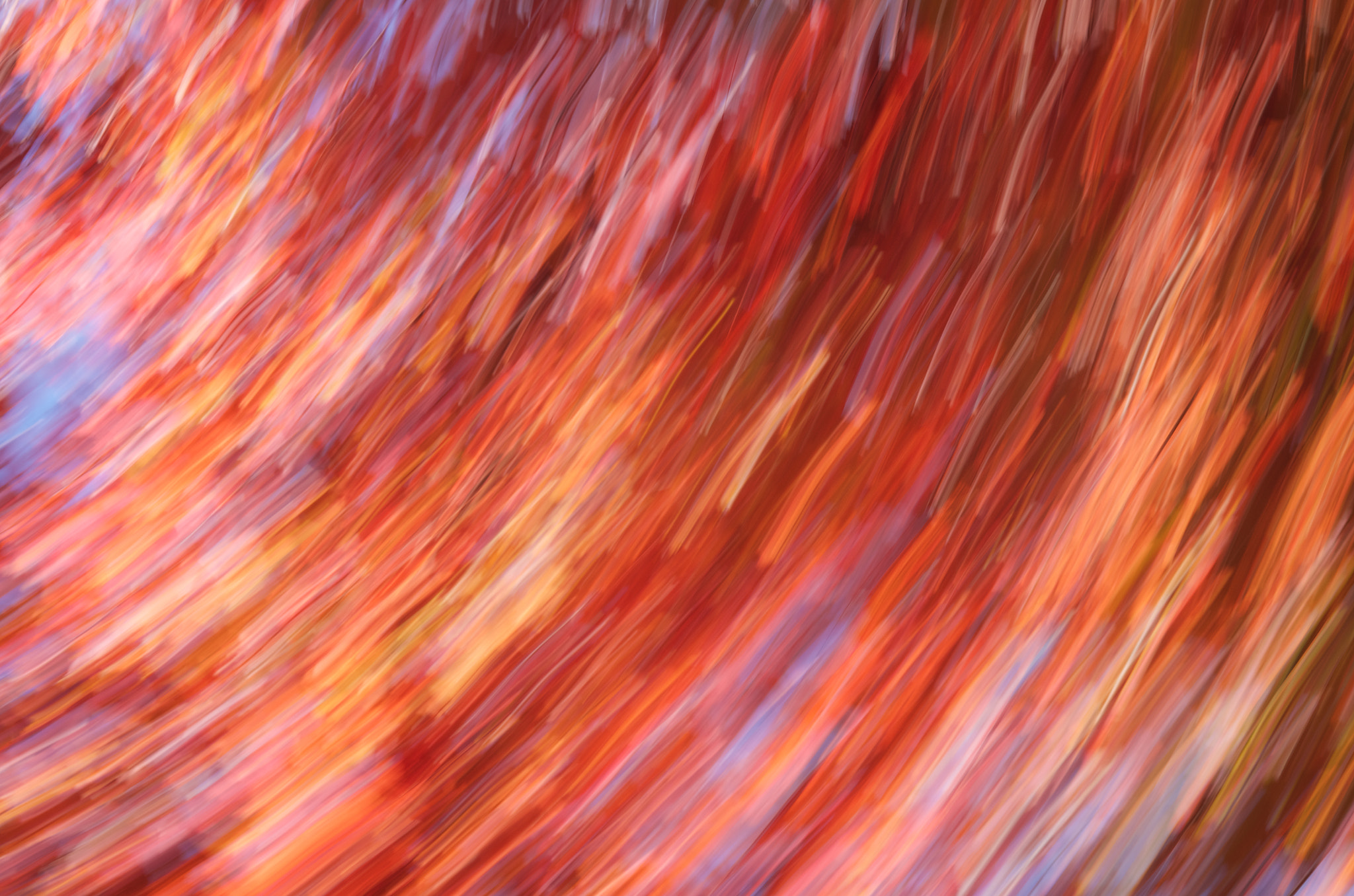 Pentax K-5 II + smc PENTAX-FA Macro 100mm F2.8 sample photo. Maple, birch and spruce trees (2014) photography