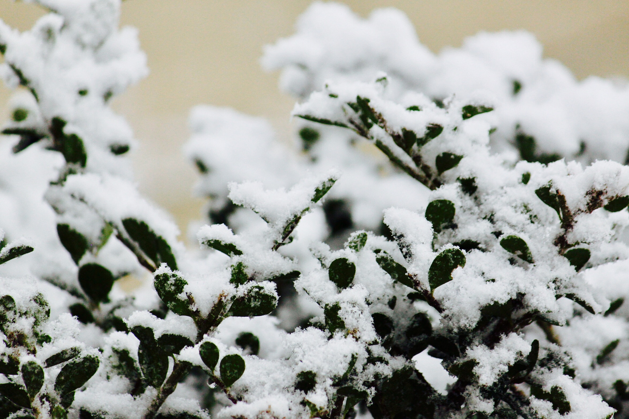 Canon EF-S 55-250mm F4-5.6 IS sample photo