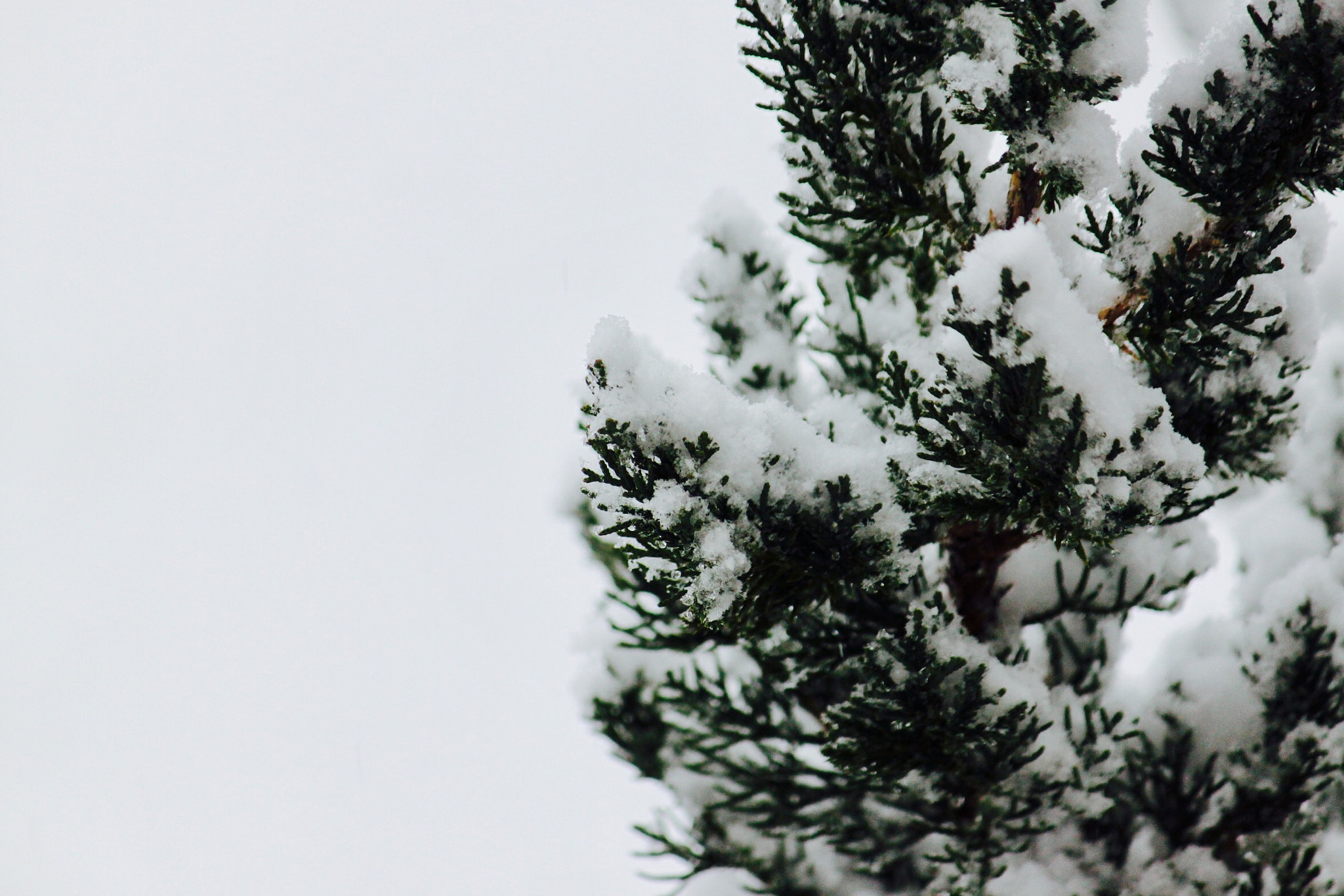 Canon EF-S 55-250mm F4-5.6 IS sample photo