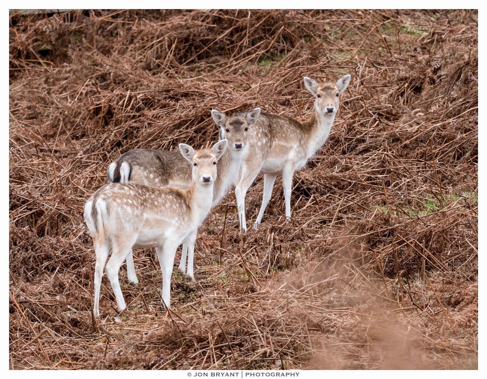 Panasonic Lumix DMC-GH4 + LEICA DG 100-400/F4.0-6.3 sample photo. The trio photography