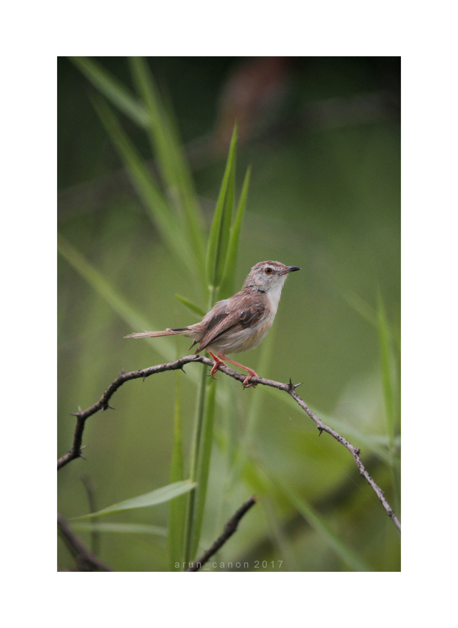 Canon EOS 1200D (EOS Rebel T5 / EOS Kiss X70 / EOS Hi) + Sigma 150-500mm F5-6.3 DG OS HSM sample photo. Jungle prinia photography