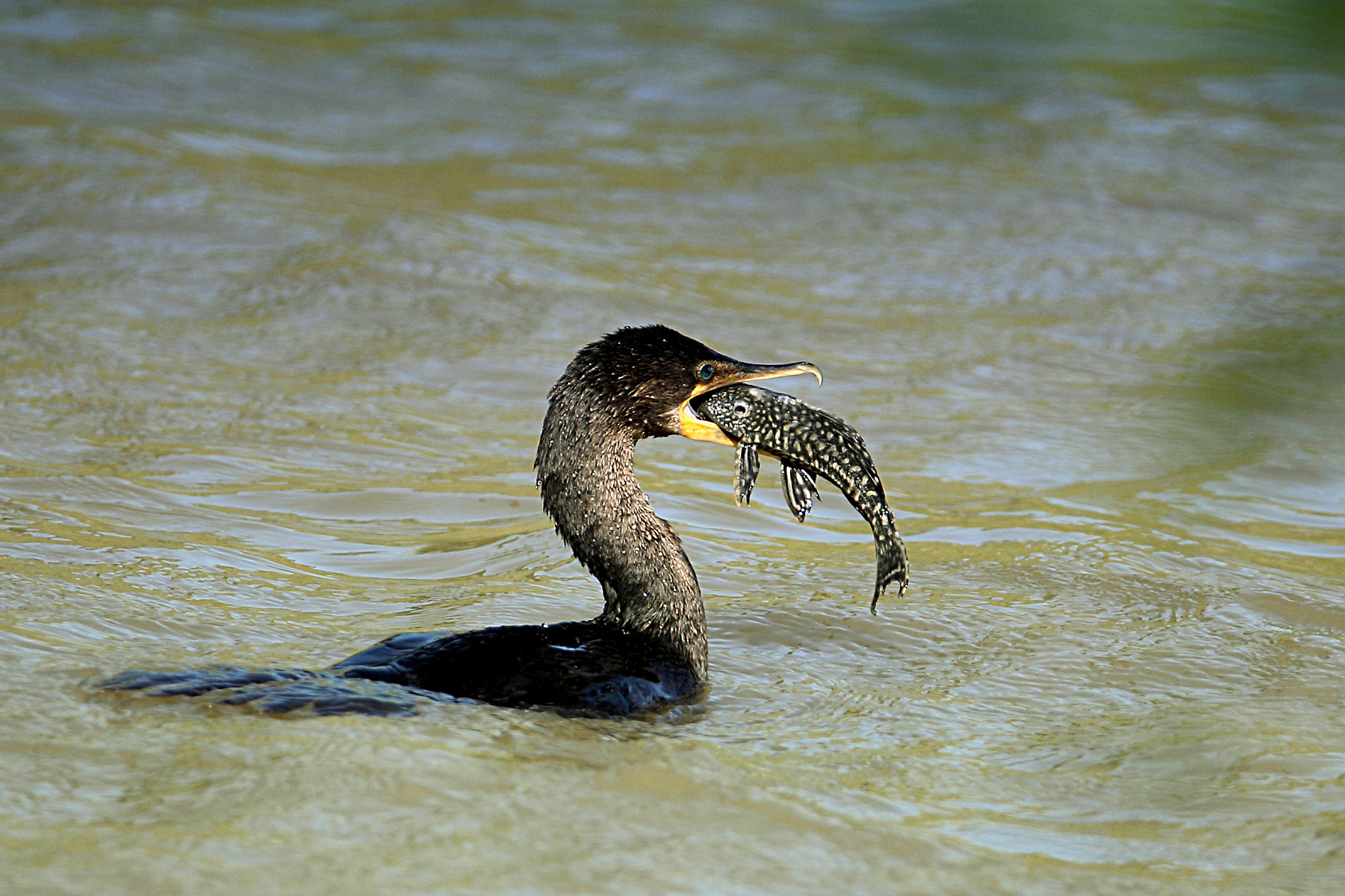 Tamron SP 150-600mm F5-6.3 Di VC USD sample photo. Iv photography