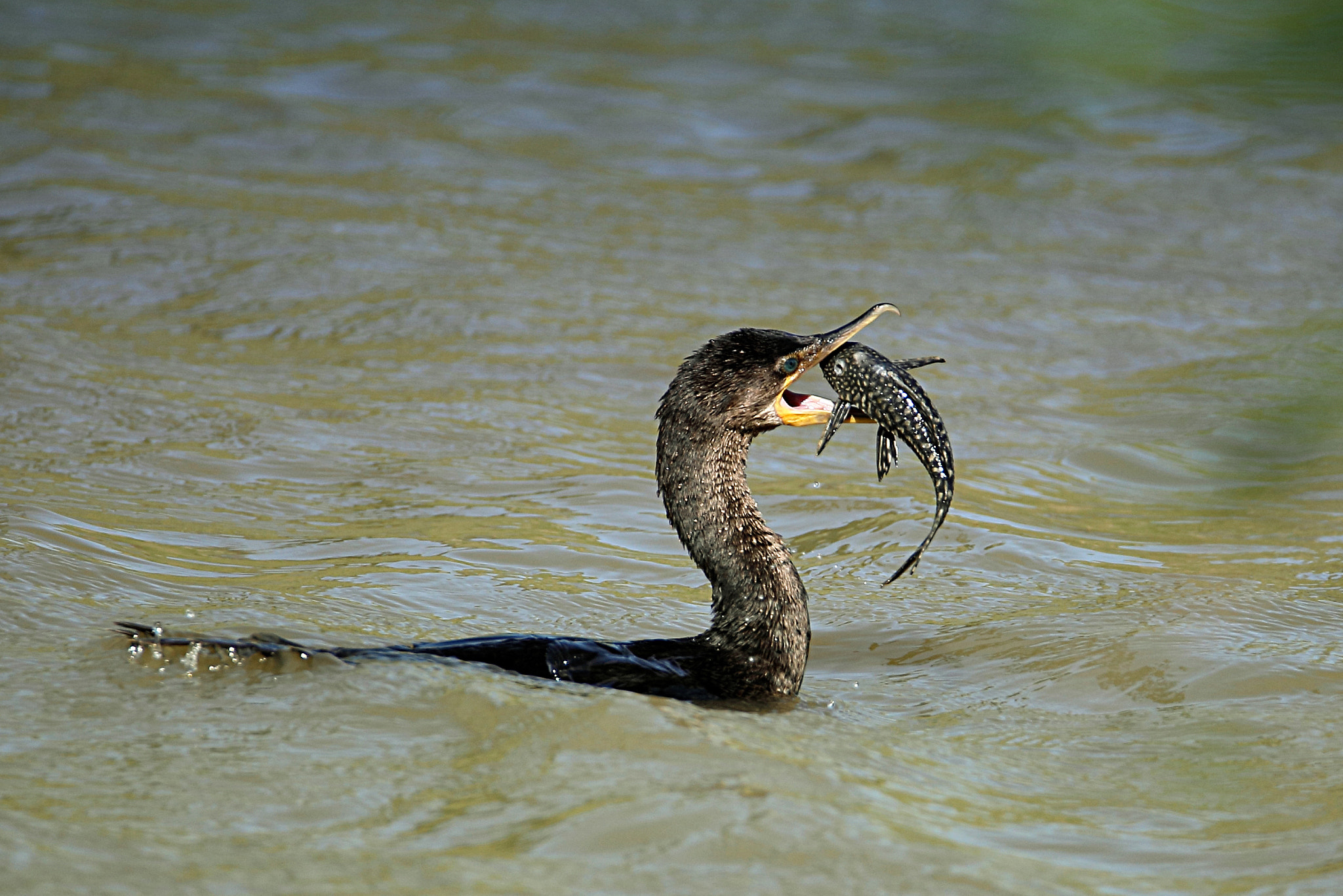 Tamron SP 150-600mm F5-6.3 Di VC USD sample photo. Iv photography