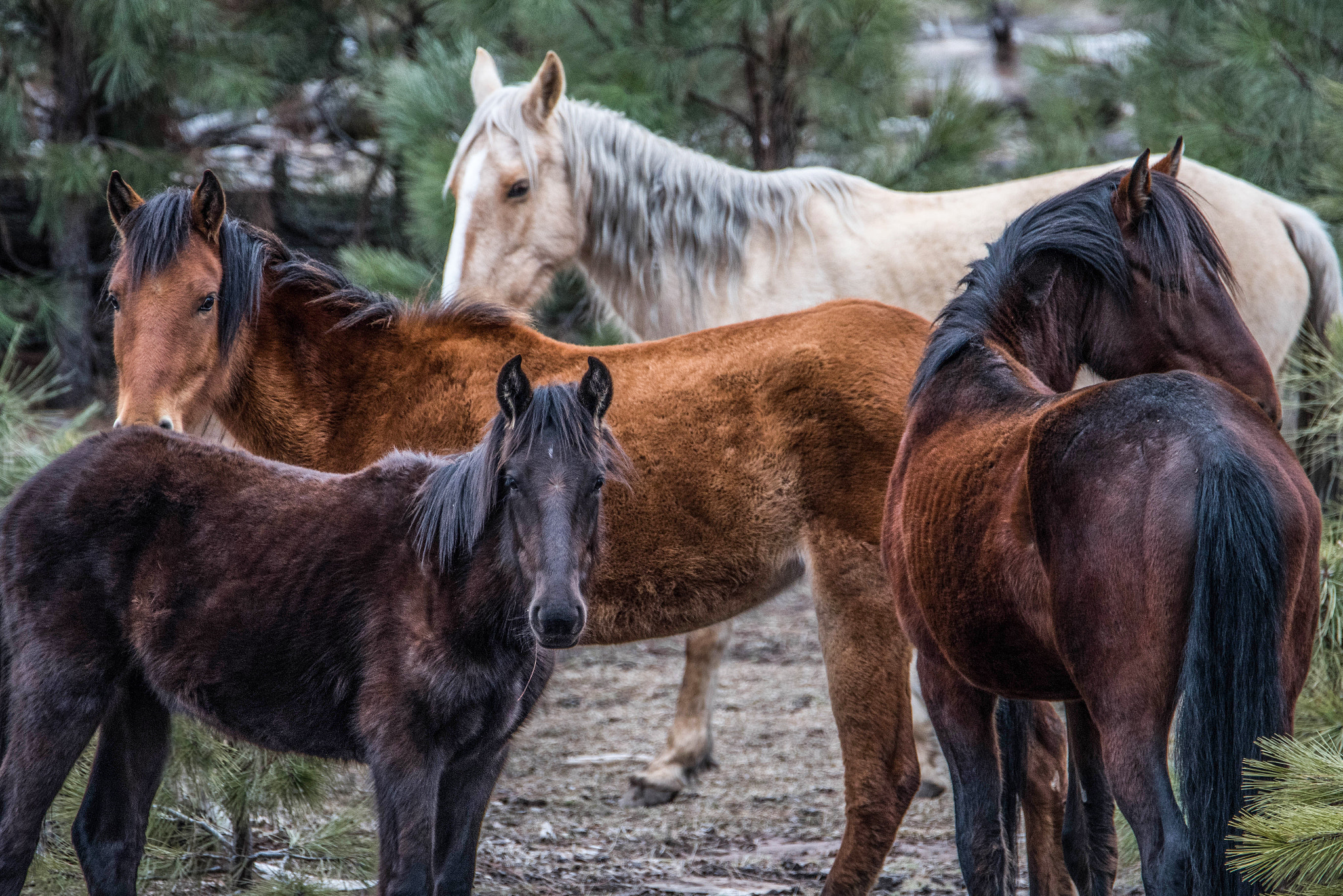 Nikon D810 sample photo. Wild horses photography