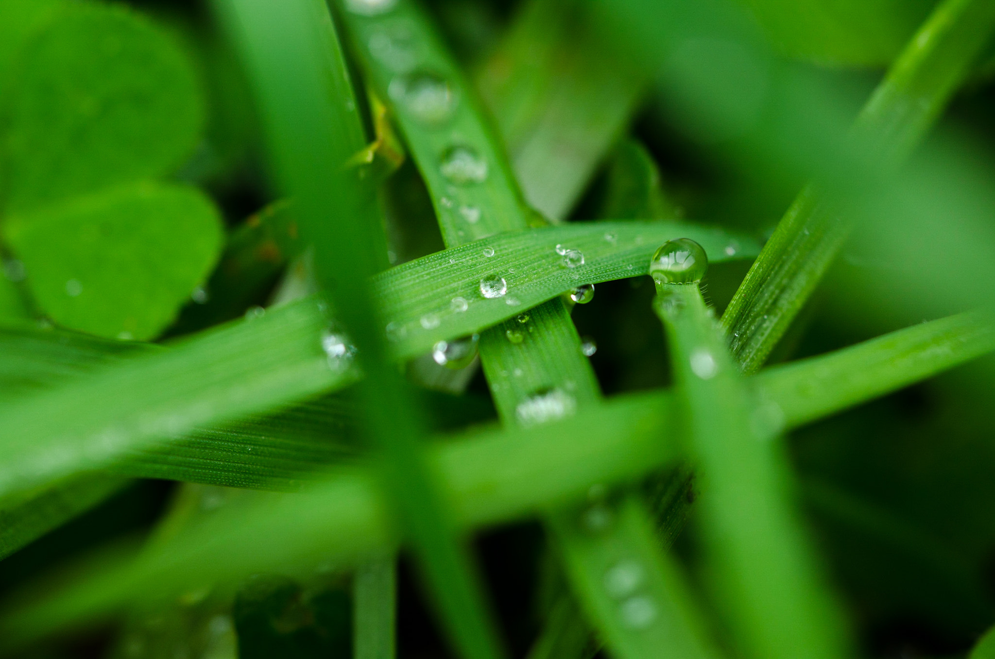 Nikon D7000 + AF Micro-Nikkor 60mm f/2.8 sample photo. Dsc_4023-1.jpg photography