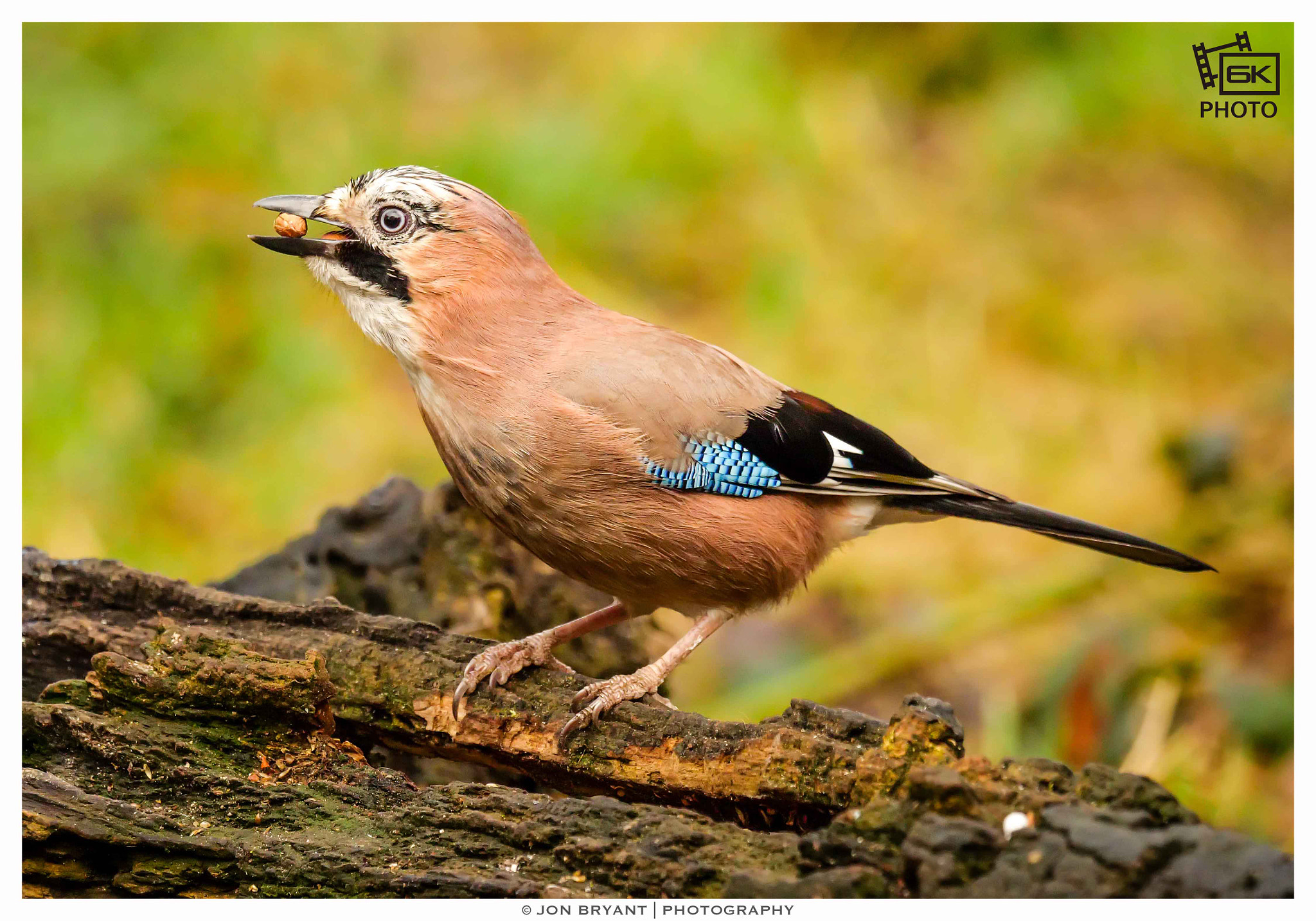 Panasonic Lumix DC-GH5 + LEICA DG 100-400/F4.0-6.3 sample photo. Eurasian jay (6k photo) photography