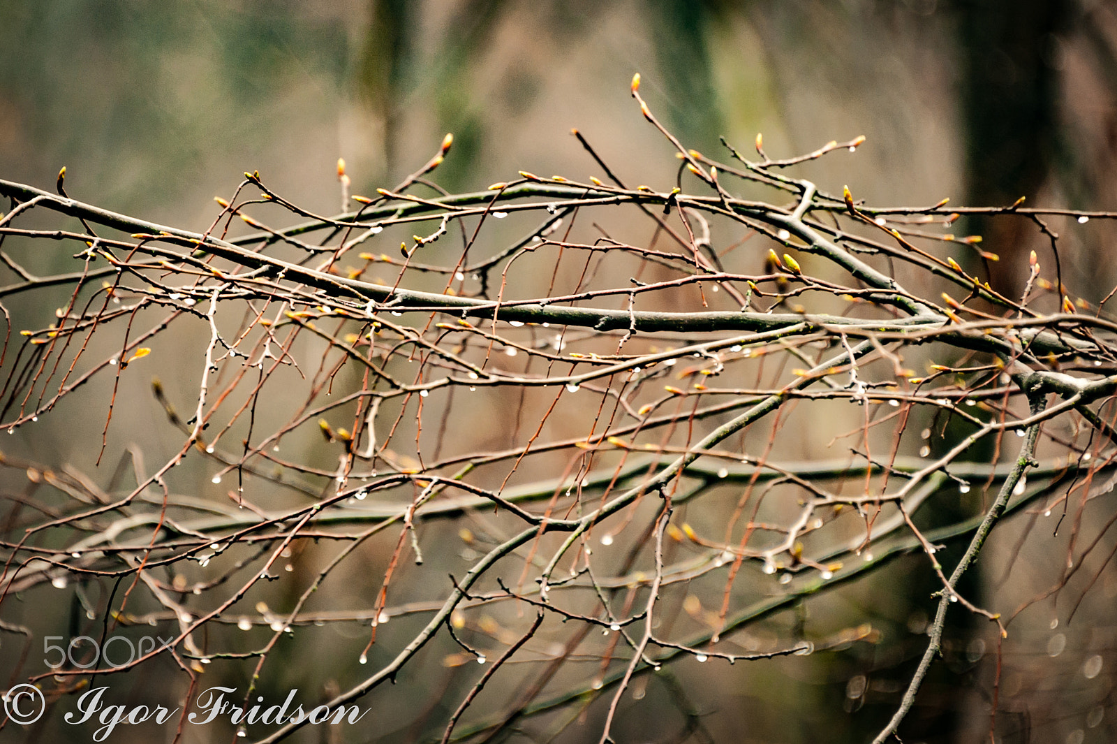 Nikon D700 sample photo. Rain photography
