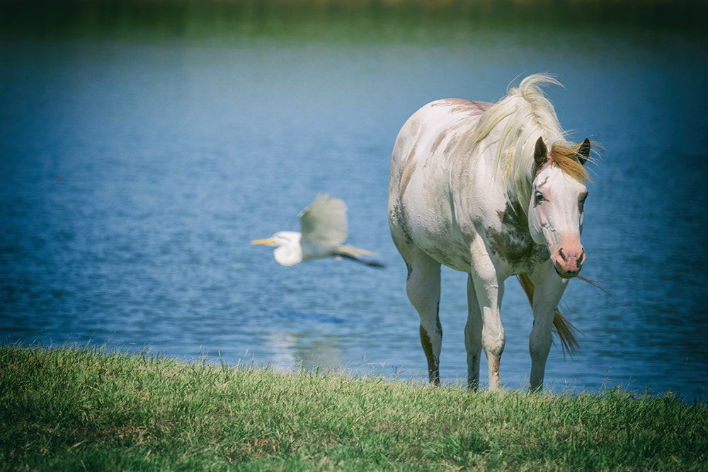 Nikon AF-S Nikkor 800mm F5.6E FL ED VR sample photo. Paint horse photography