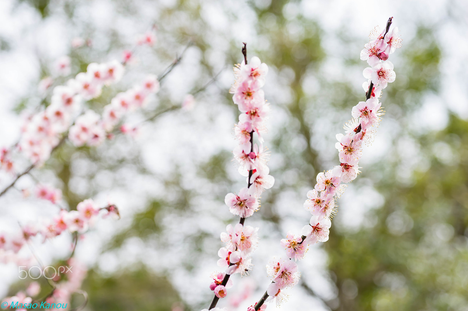 Sony a7 II sample photo. Spring smell photography