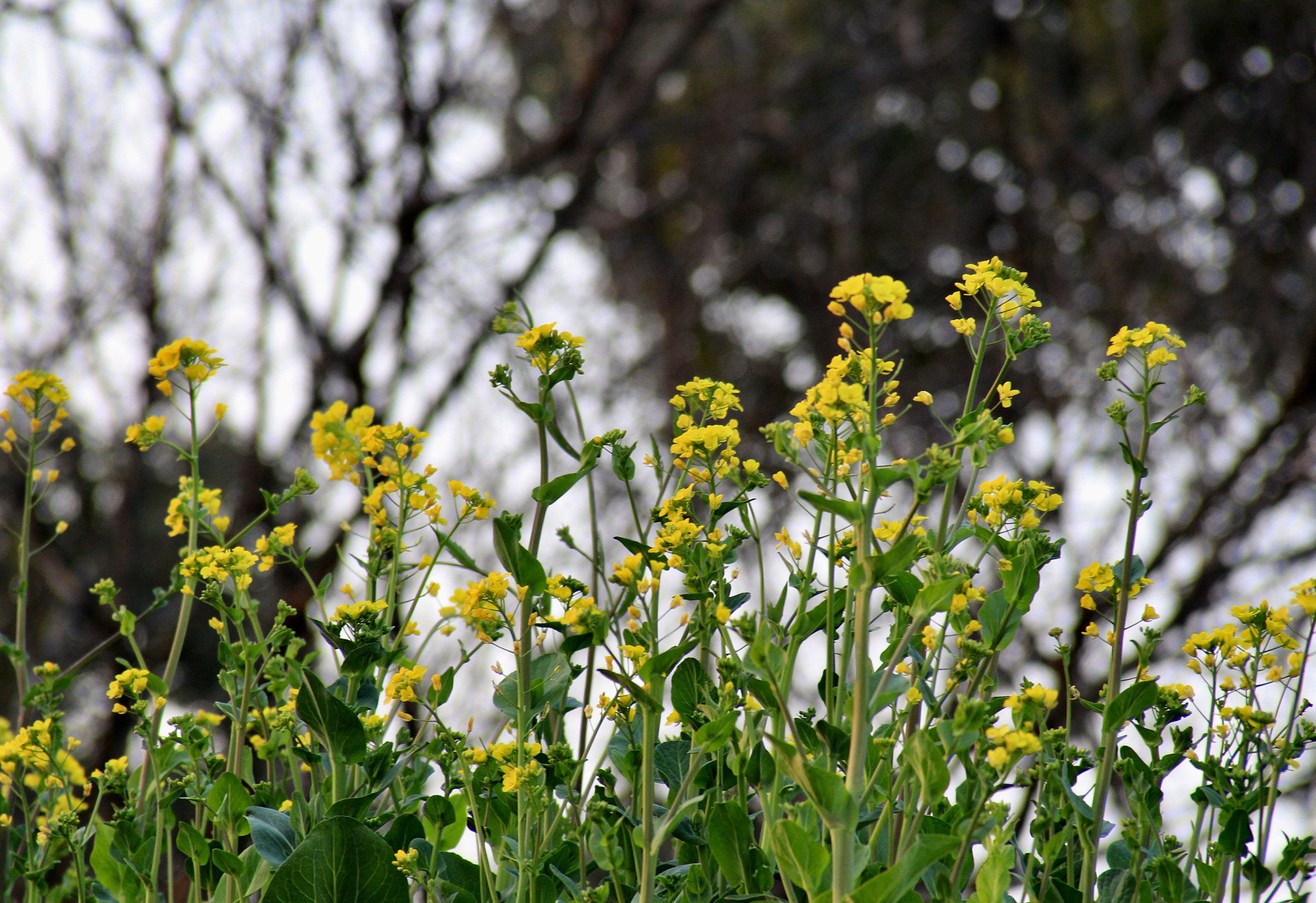 Canon EF 28-200mm F3.5-5.6 USM sample photo