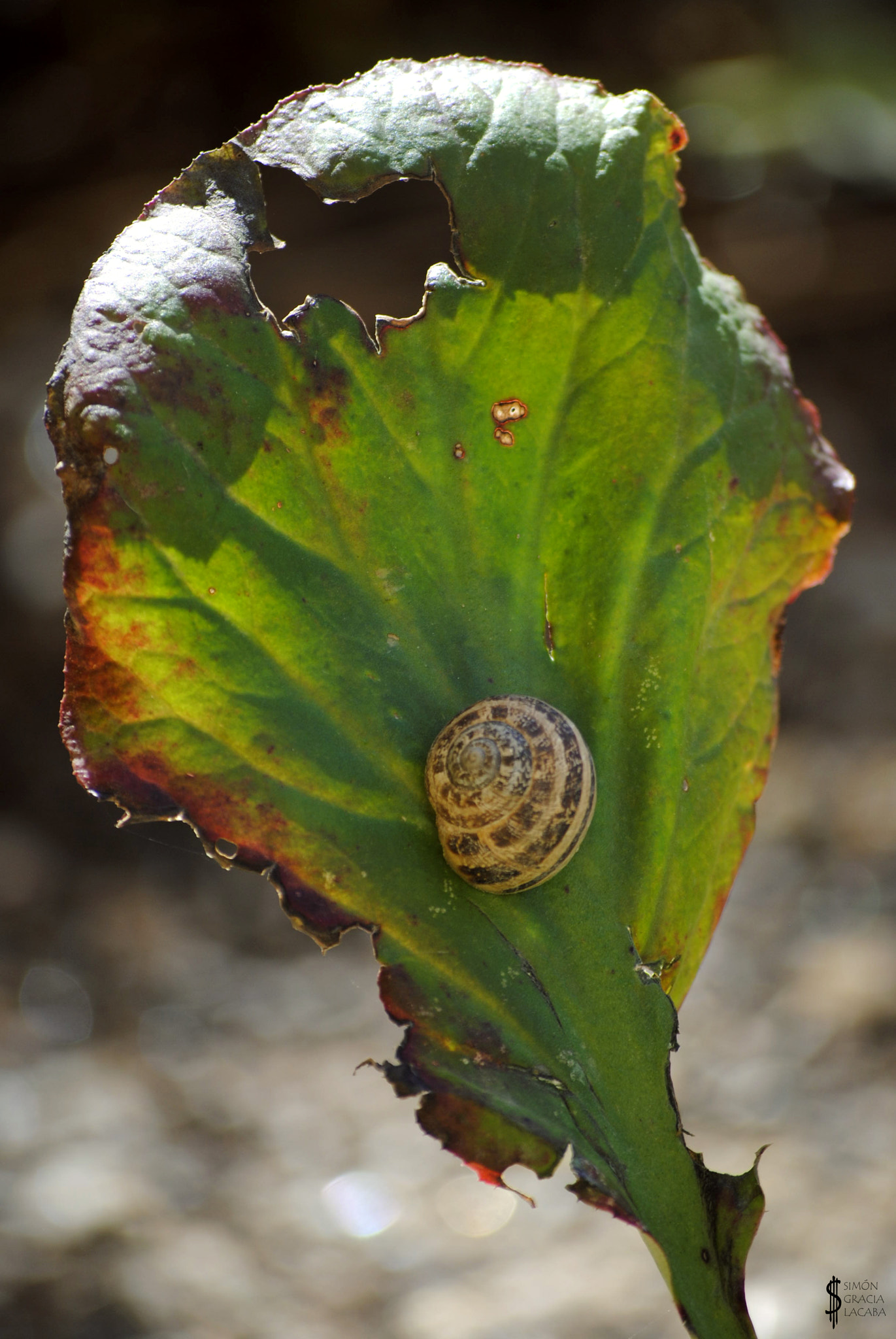 Nikon D3000 sample photo. Sleeping snail photography