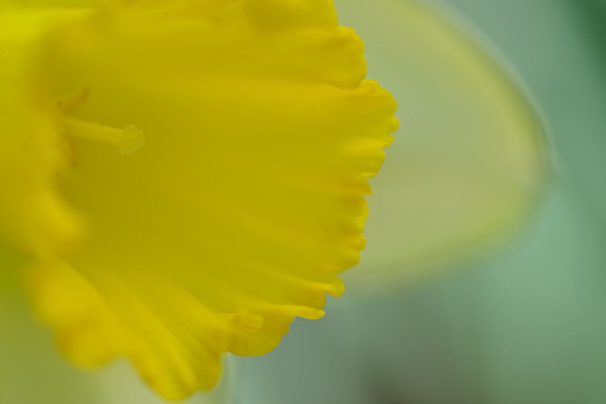 Pentax smc D-FA 100mm F2.8 Macro WR sample photo. Lovely petal photography