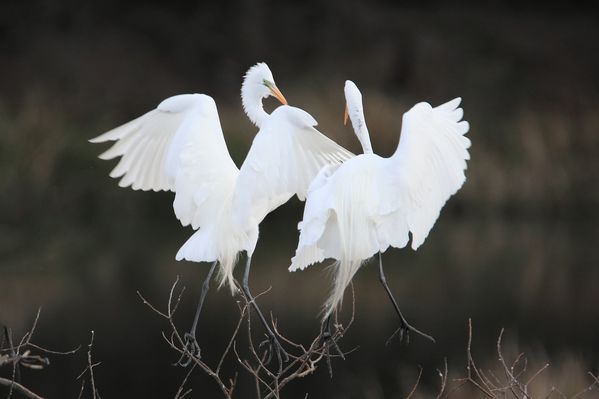 Tamron SP 150-600mm F5-6.3 Di VC USD sample photo. Iv photography