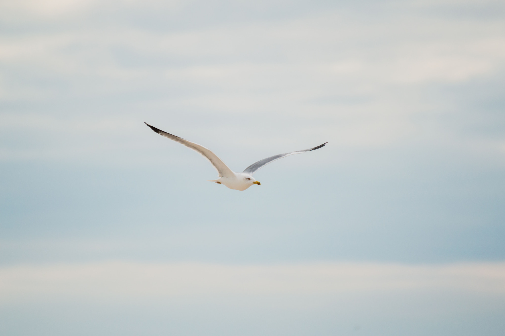 Nikon D3200 sample photo. La libertà ! photography