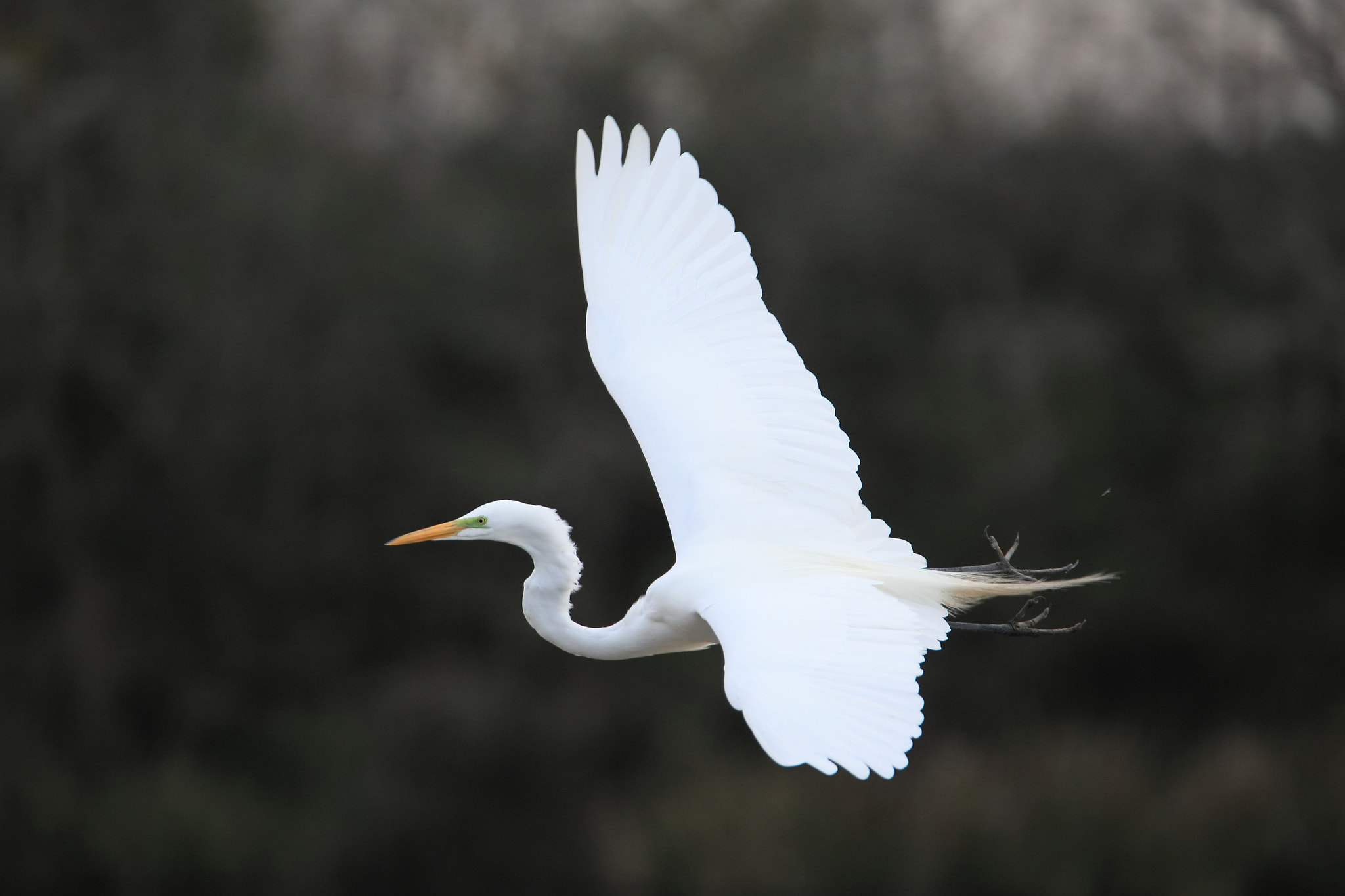 Tamron SP 150-600mm F5-6.3 Di VC USD sample photo. Iv photography