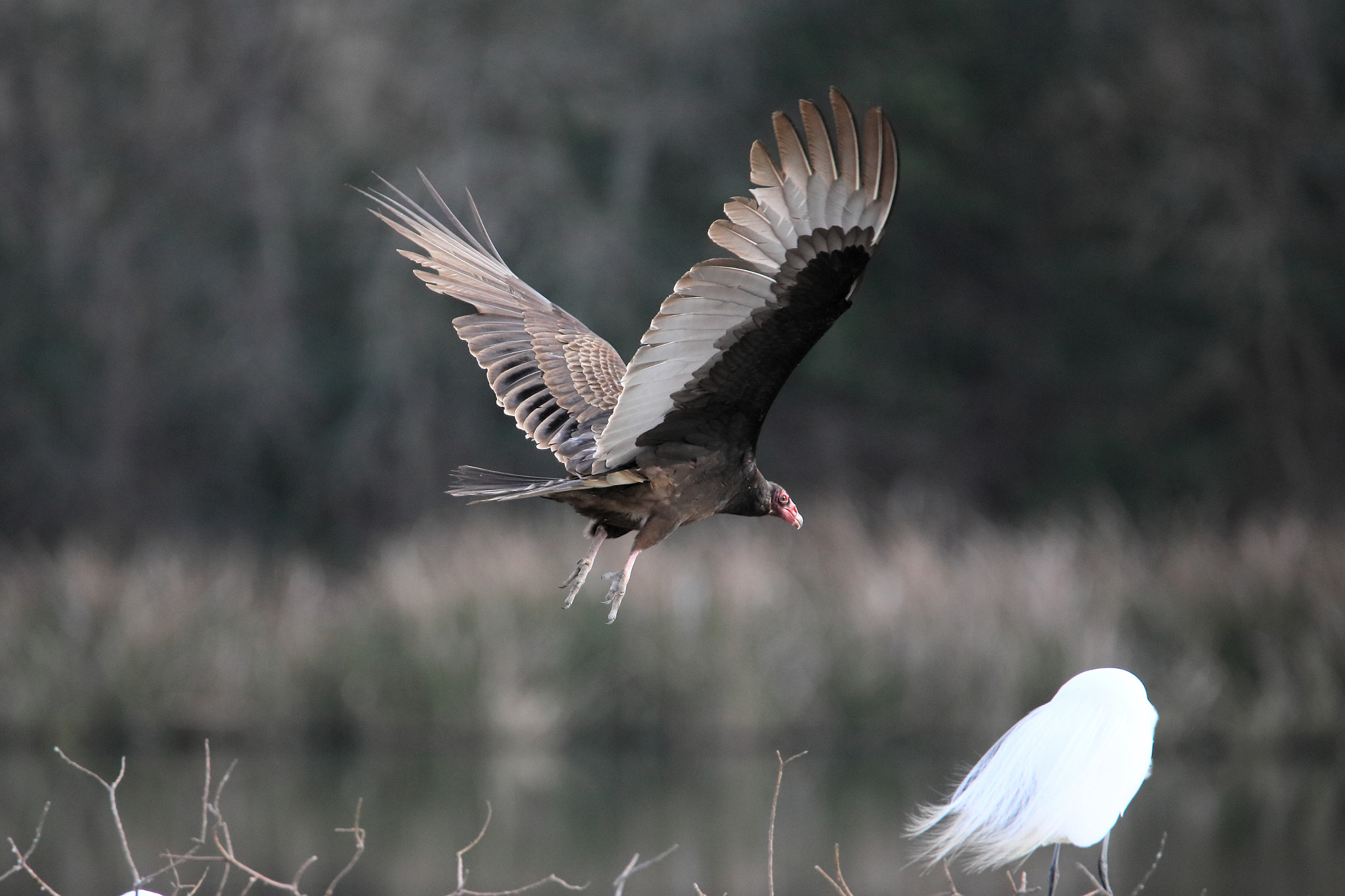 Tamron SP 150-600mm F5-6.3 Di VC USD sample photo. Iv photography