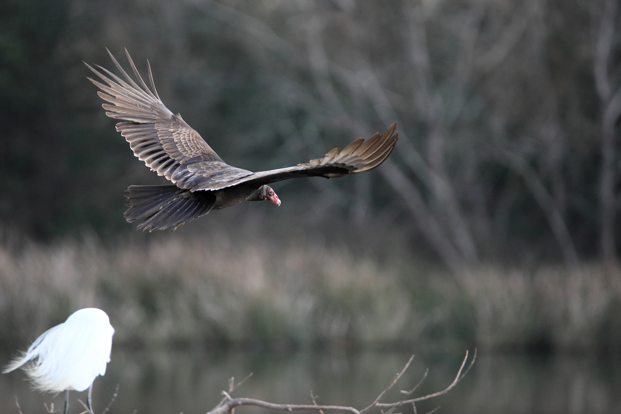 Tamron SP 150-600mm F5-6.3 Di VC USD sample photo. Iv photography