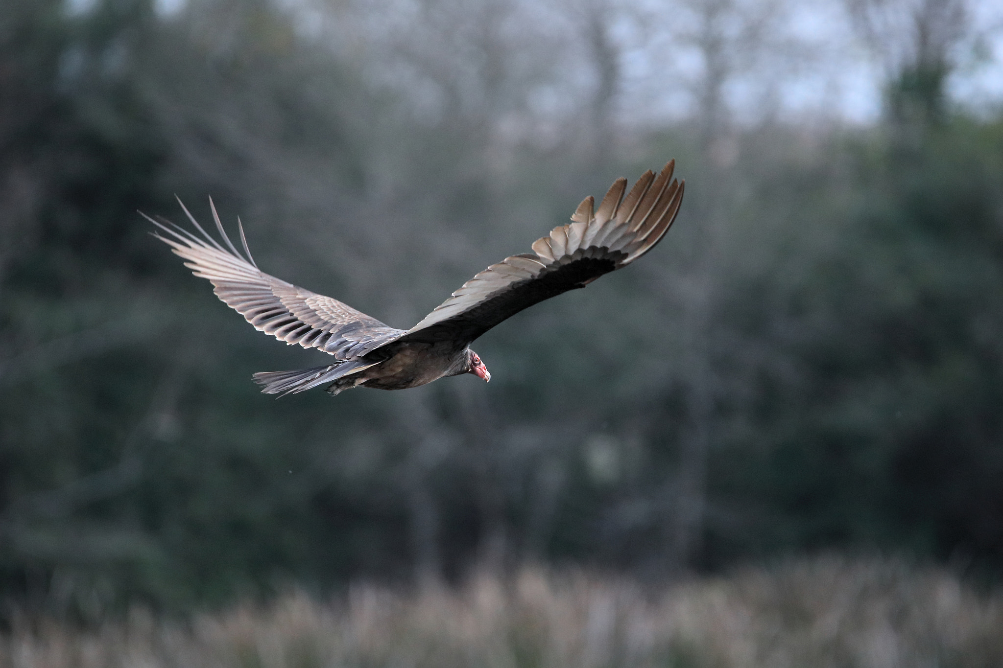 Tamron SP 150-600mm F5-6.3 Di VC USD sample photo. Iv photography