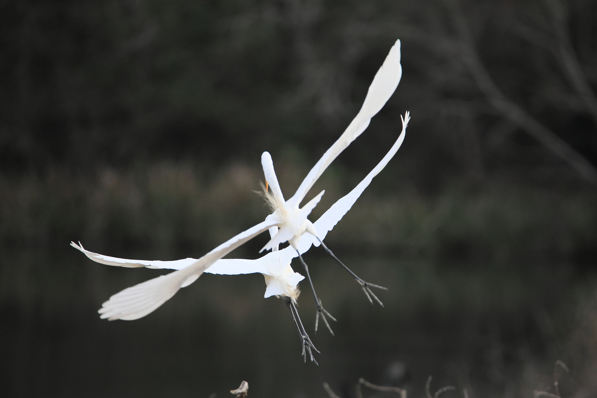 Tamron SP 150-600mm F5-6.3 Di VC USD sample photo. Iv photography