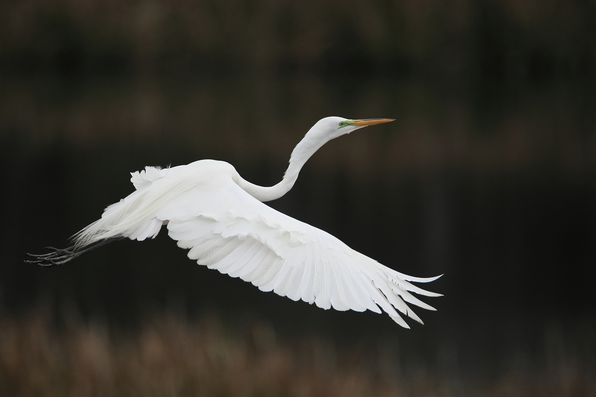 Tamron SP 150-600mm F5-6.3 Di VC USD sample photo. Iv photography