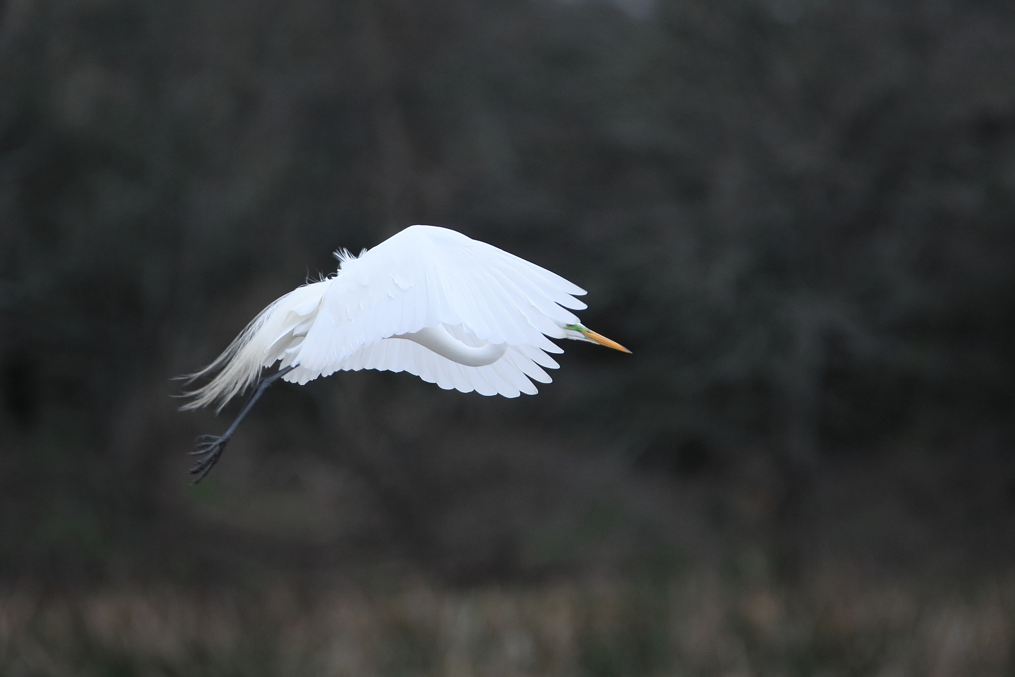 Tamron SP 150-600mm F5-6.3 Di VC USD sample photo. Iv photography