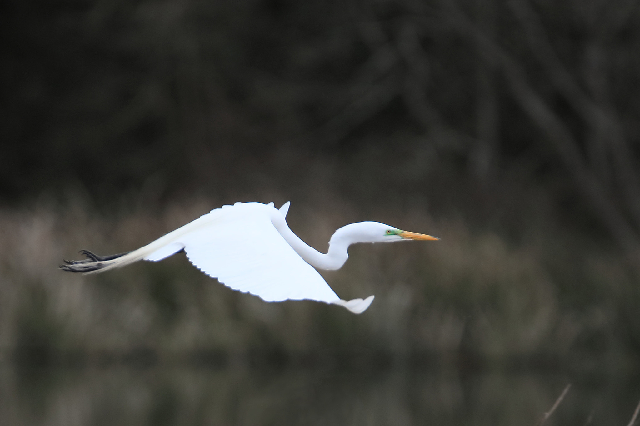 Tamron SP 150-600mm F5-6.3 Di VC USD sample photo. Iv photography