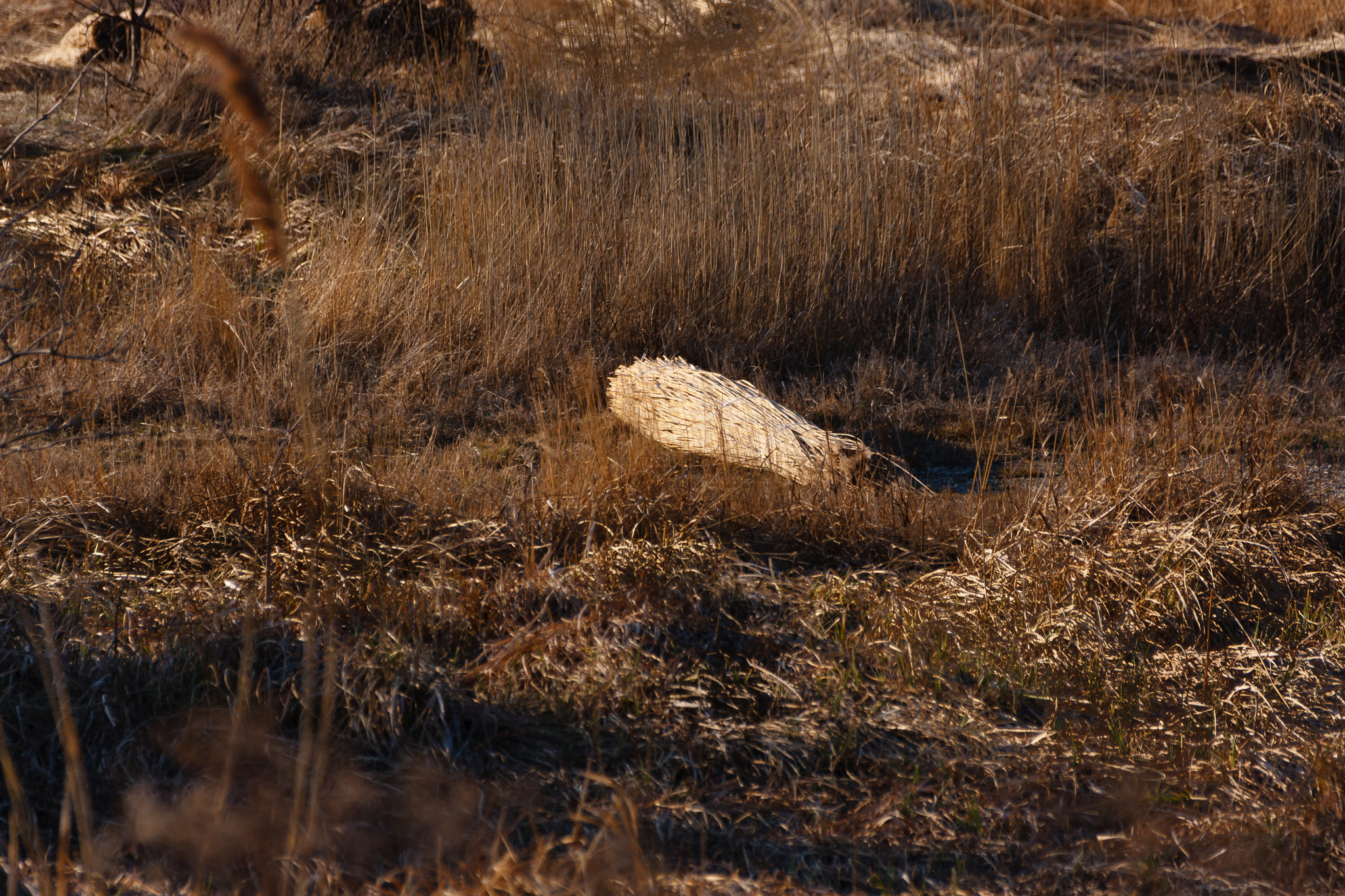 Sigma 18-250mm F3.5-6.3 DC OS HSM sample photo. Reed photography