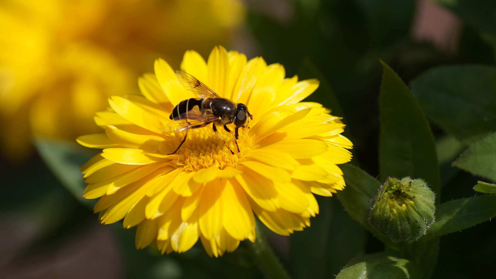 Sony SLT-A58 + Sony DT 55-200mm F4-5.6 SAM sample photo. Yellow photography