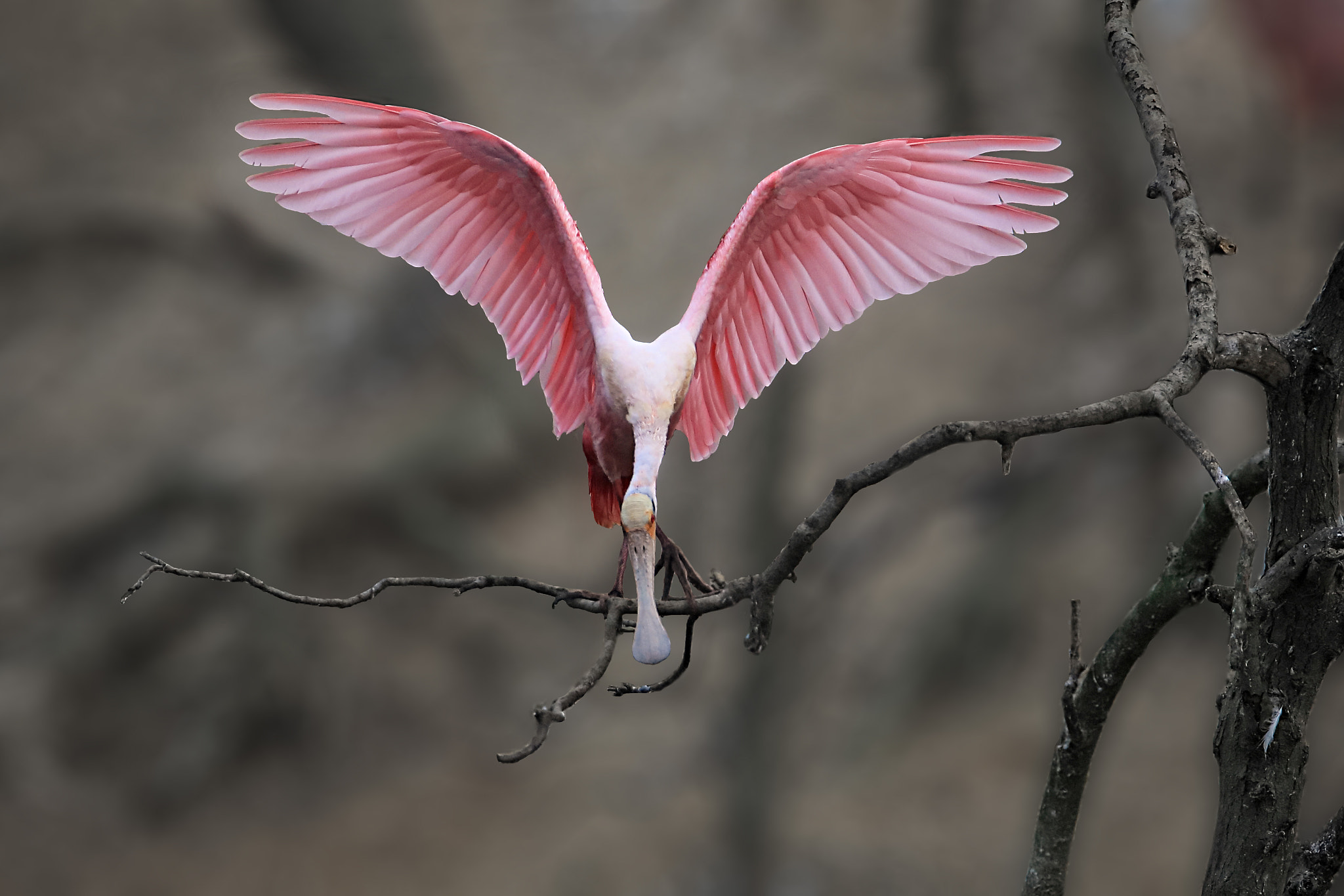 Tamron SP 150-600mm F5-6.3 Di VC USD sample photo. Iv photography