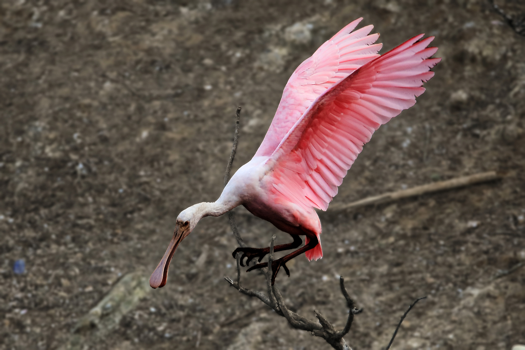 Tamron SP 150-600mm F5-6.3 Di VC USD sample photo. Iv photography