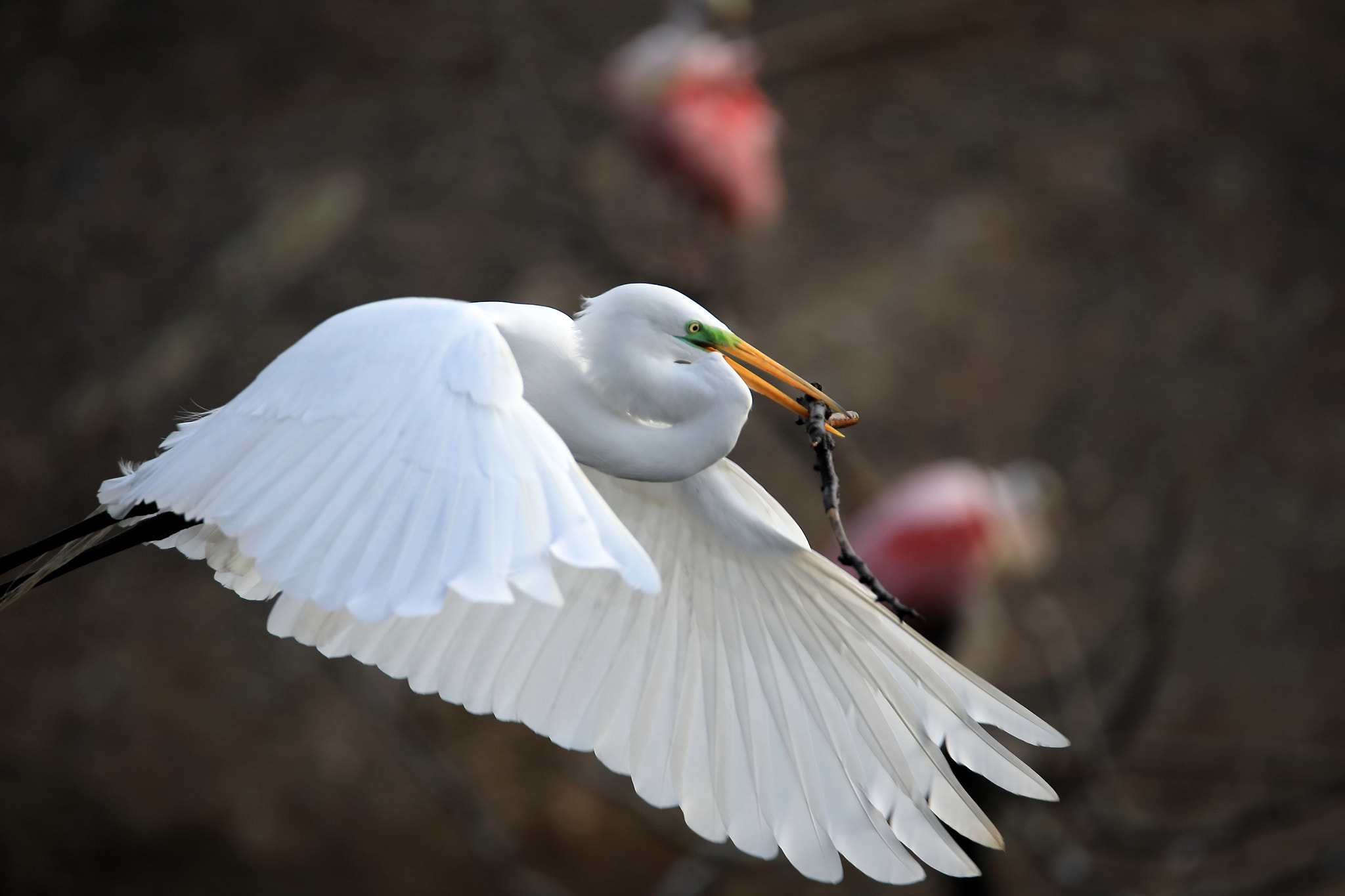 Tamron SP 150-600mm F5-6.3 Di VC USD sample photo. Iv photography