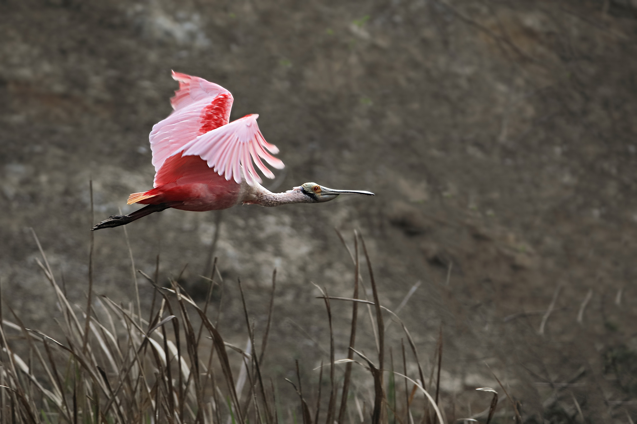 Tamron SP 150-600mm F5-6.3 Di VC USD sample photo. Iv photography