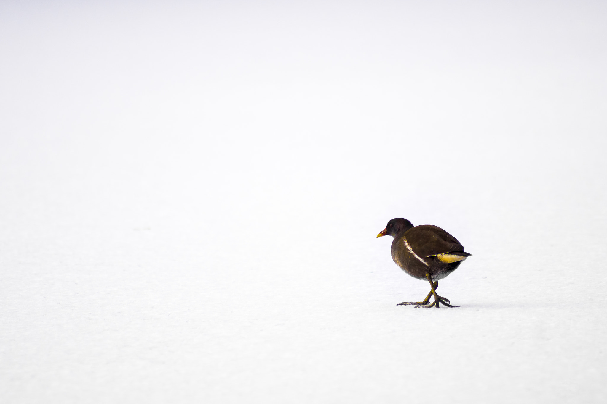 Sony 75-300mm F4.5-5.6 sample photo. Moorhen photography