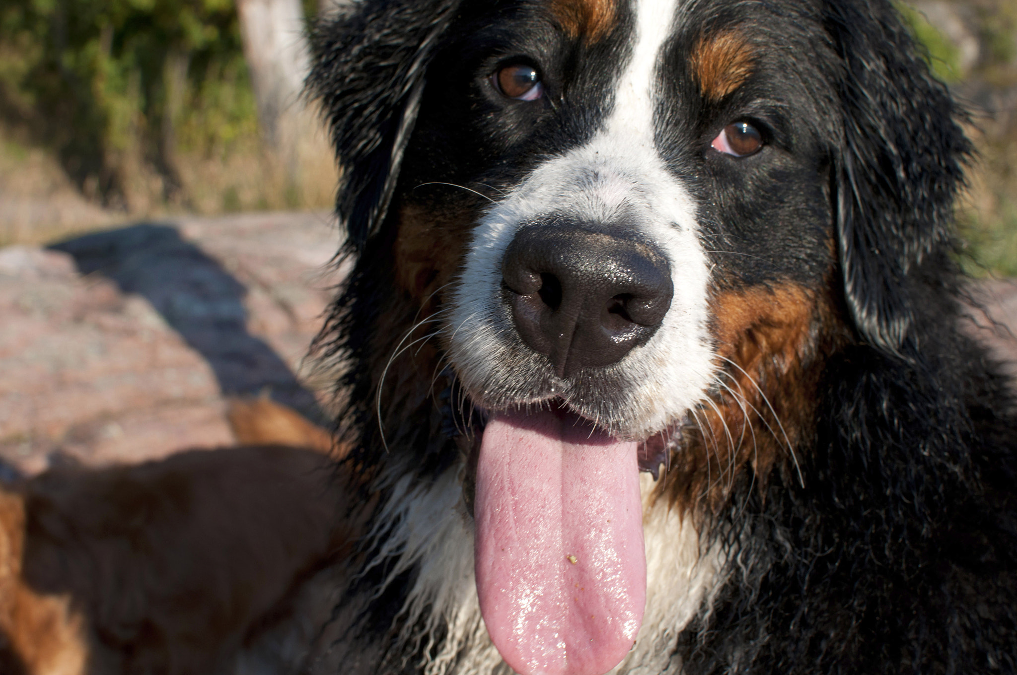 Nikon D5000 + Nikon AF-S DX Nikkor 35mm F1.8G sample photo. Burnese mountain dog photography