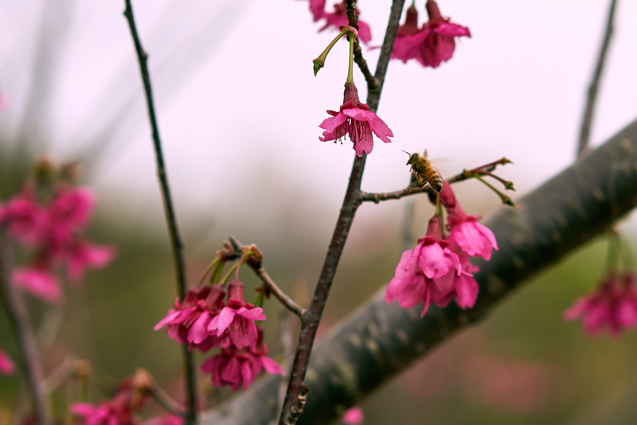 Sony Sonnar T* FE 55mm F1.8 ZA sample photo. 33300215336.jpg photography