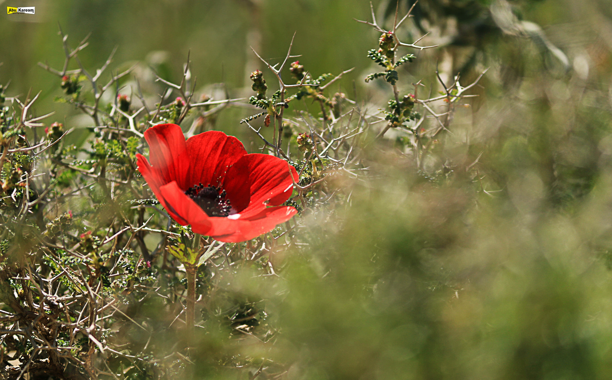Canon EF-S 55-250mm F4-5.6 IS II sample photo