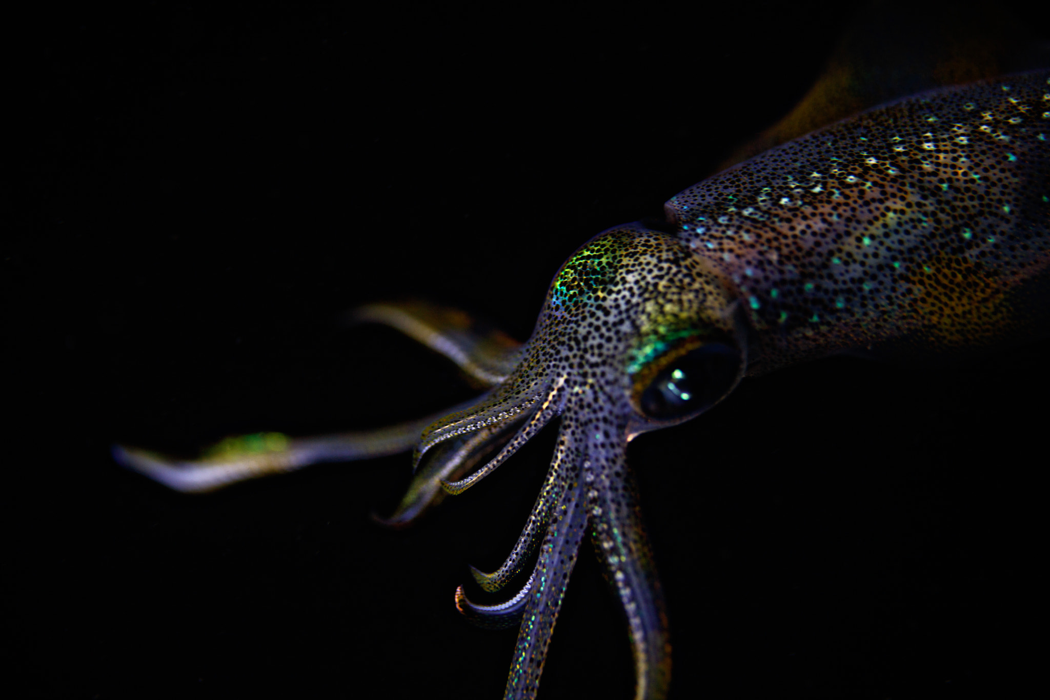 Canon EF 100mm F2.8L Macro IS USM sample photo. Squid, pemuteran, bali photography