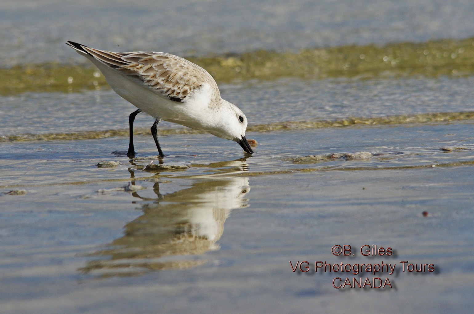 Pentax K-5 IIs + Sigma 150-500mm F5-6.3 DG OS HSM sample photo. Directional feeding photography