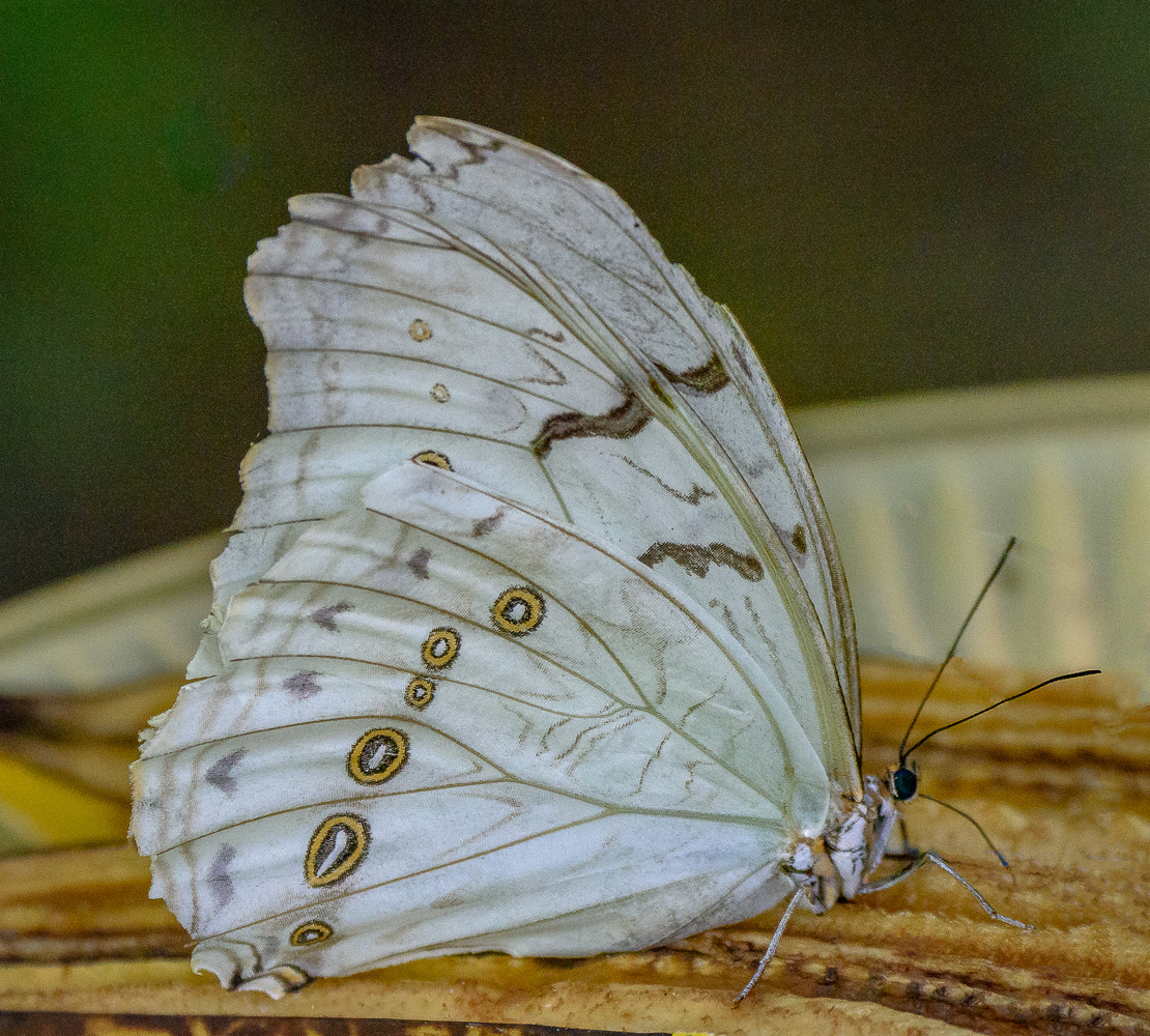 Nikon D810 sample photo. The eyes have it - 2 photography