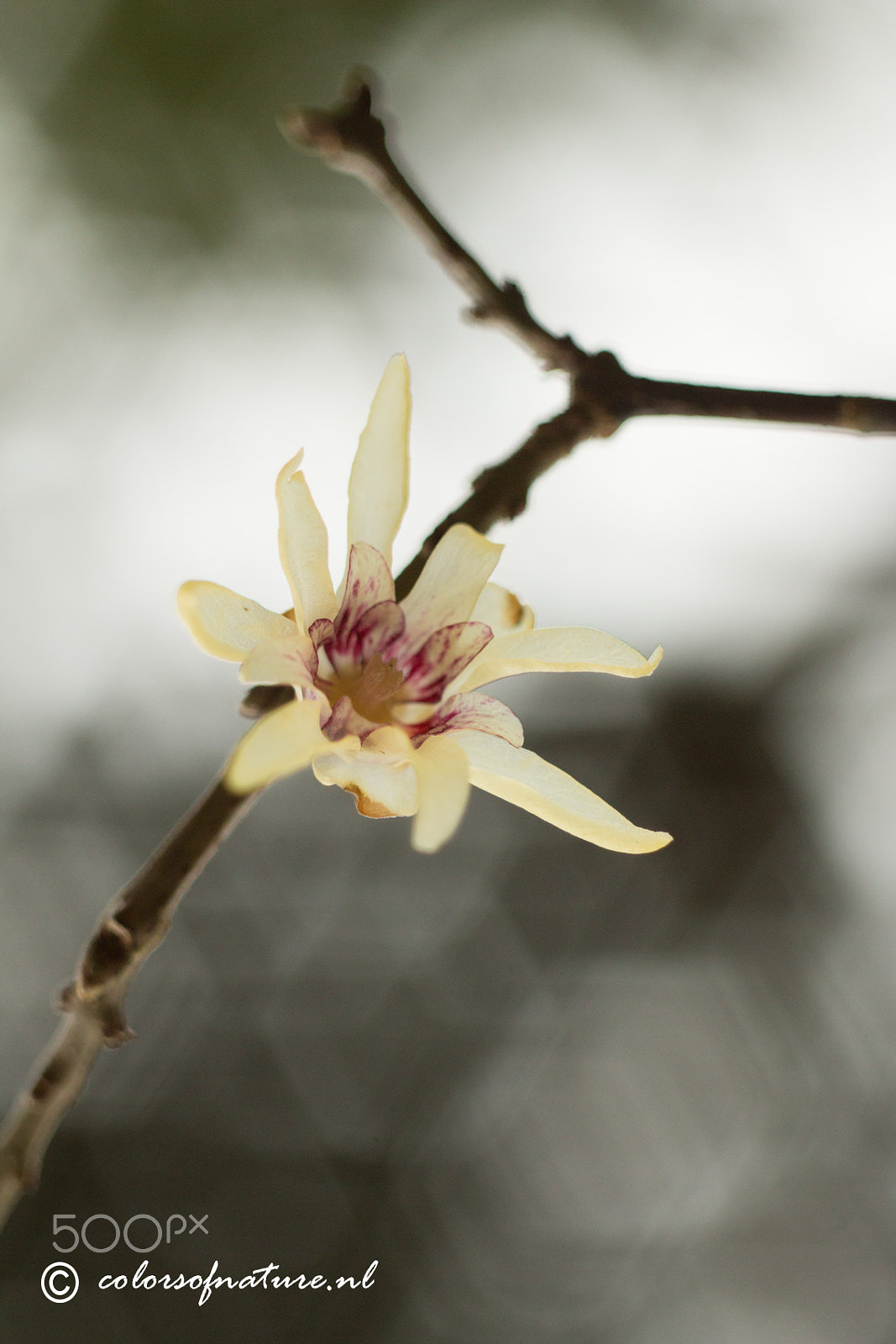 Canon EF 35-80mm f/4-5.6 sample photo. Melon tree photography