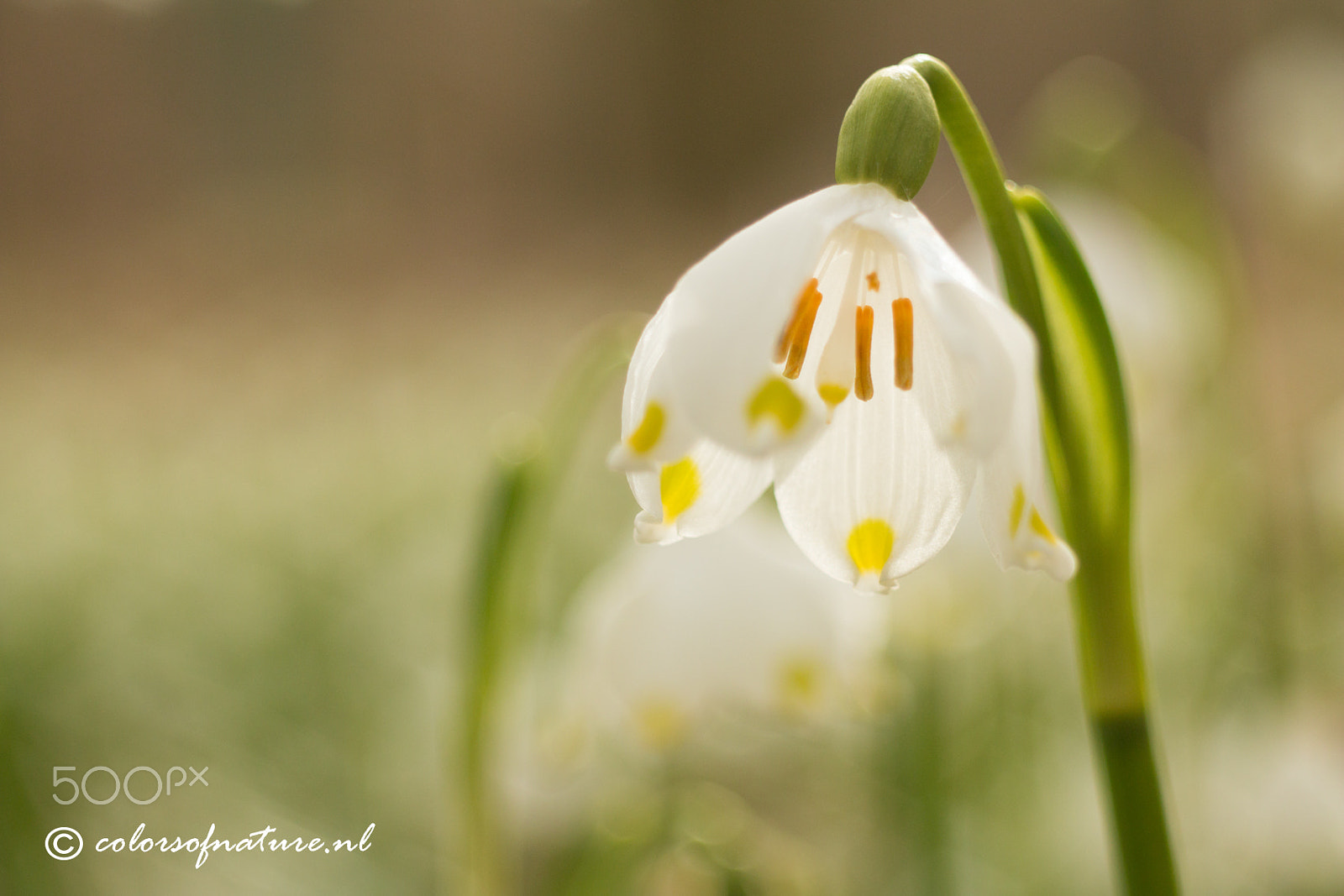 Canon EF 35-80mm f/4-5.6 sample photo. Shining photography
