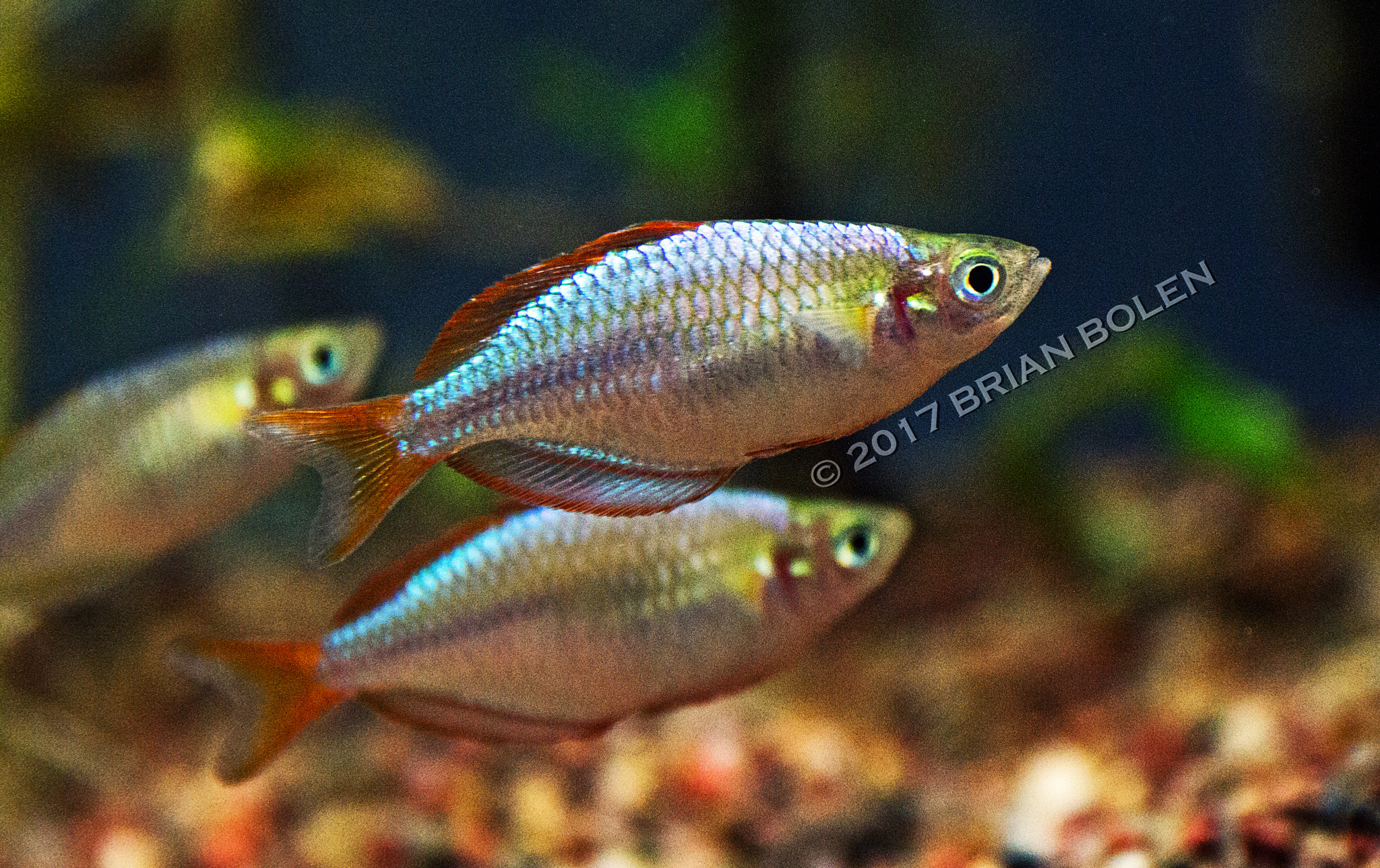 Sony DT 18-135mm F3.5-5.6 SAM sample photo. Dwarf neon rainbow photography