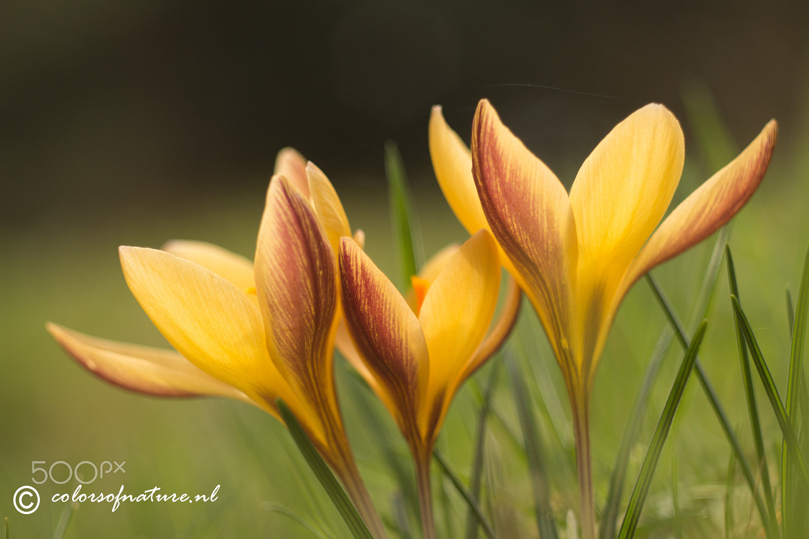 Canon EF 35-80mm f/4-5.6 sample photo. Three of a kind photography