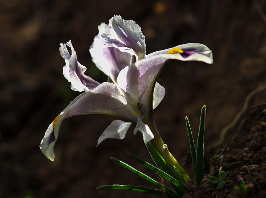 Pentax K20D sample photo. Flower photography