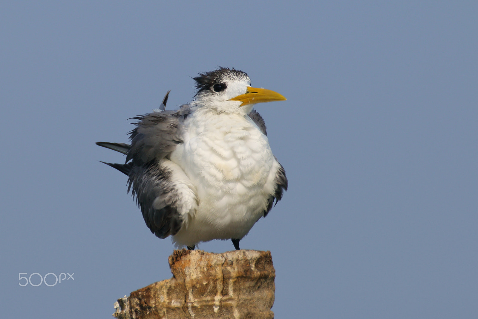 Canon EOS 70D + Tamron SP 35mm F1.8 Di VC USD sample photo. Greater crested tern photography