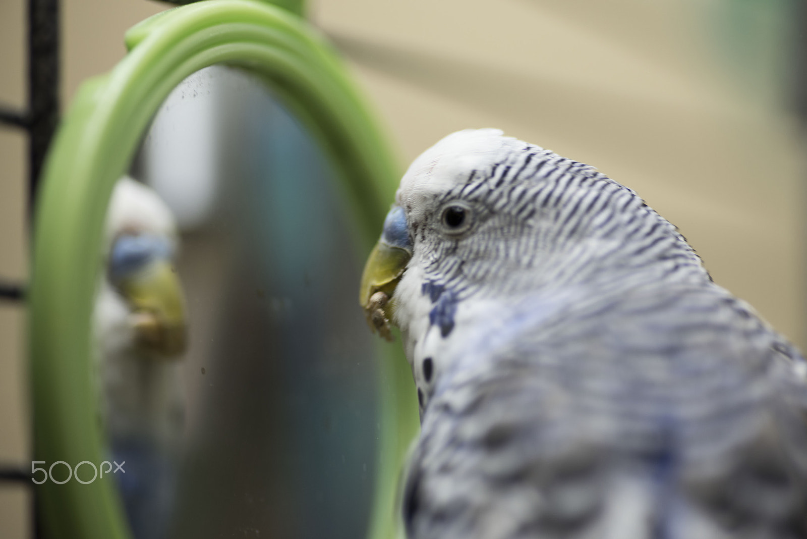 Nikon D810 + Tokina AT-X Pro 100mm F2.8 Macro sample photo. Parakeet photography