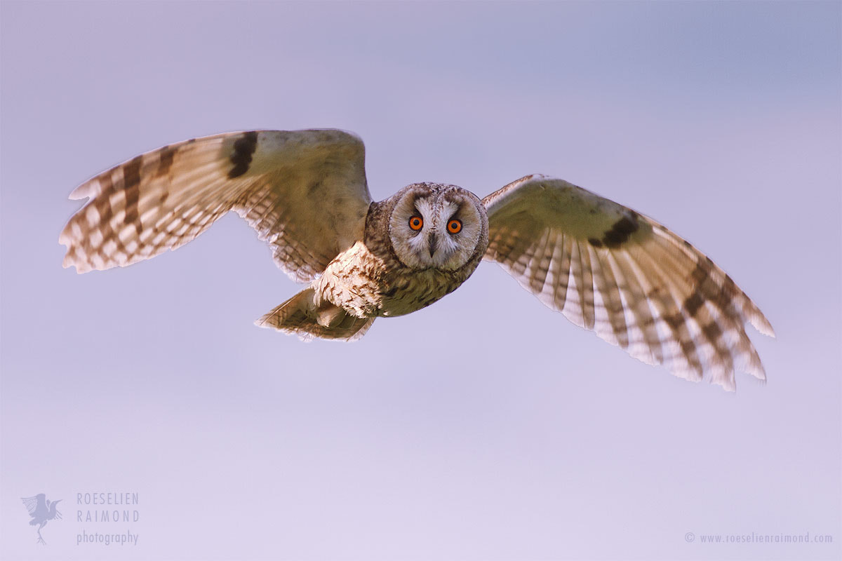 Canon EOS 7D sample photo. Long-eared owl photography
