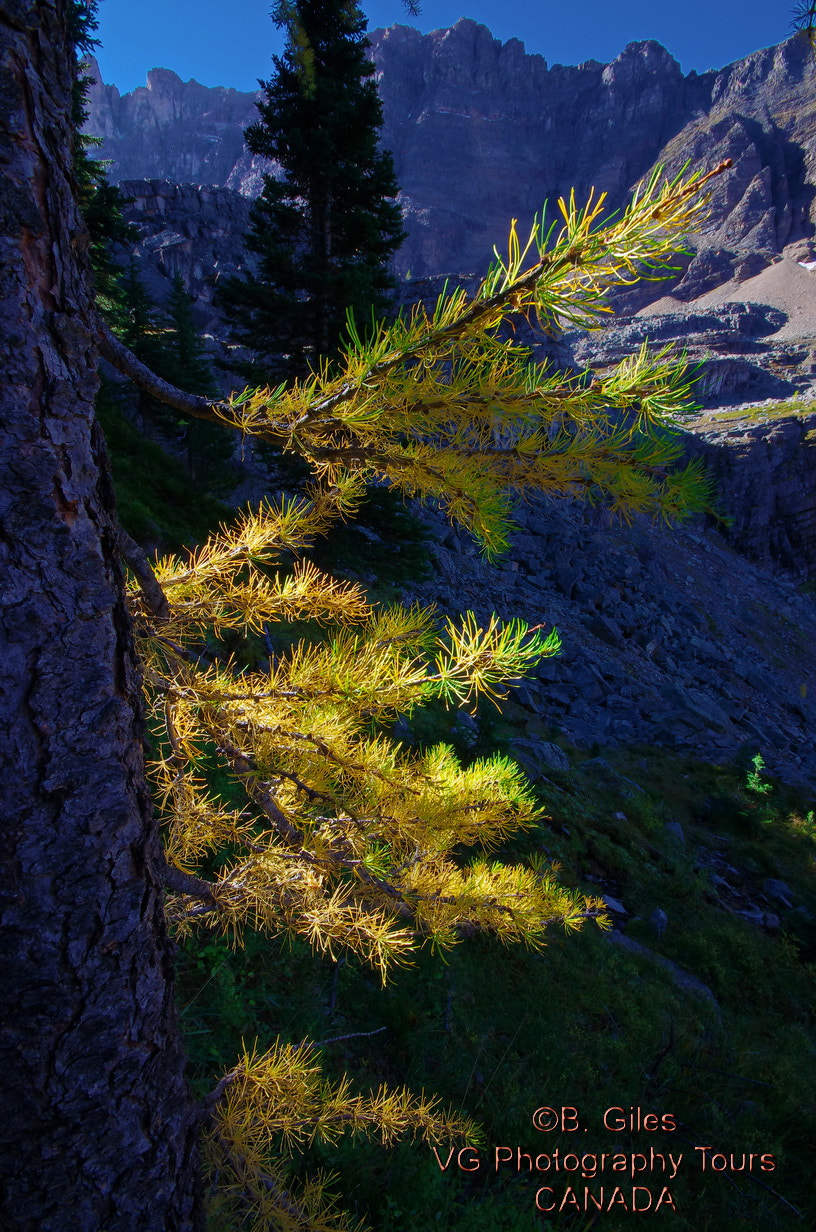 Pentax K-5 IIs sample photo. Rocky mountain fall photography