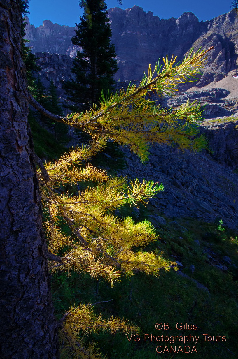 Pentax K-5 IIs + Sigma AF 10-20mm F4-5.6 EX DC sample photo. Rocky mountain fall photography